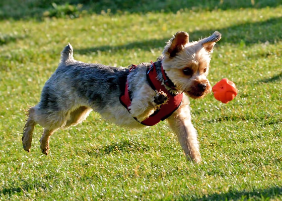 Saddlebrooke Dog Park photo 1